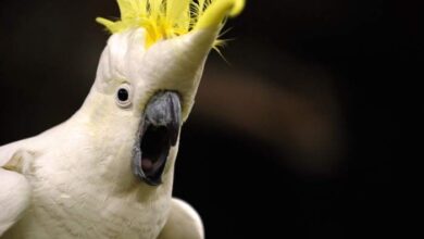 This cockatoo is hilarious