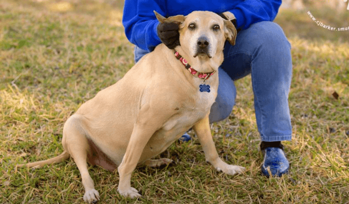 She had no idea that a simple makeover would save this homeless dogs life