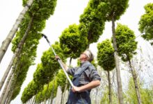 This guy has some mad tree trimming skills