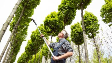 This guy has some mad tree trimming skills