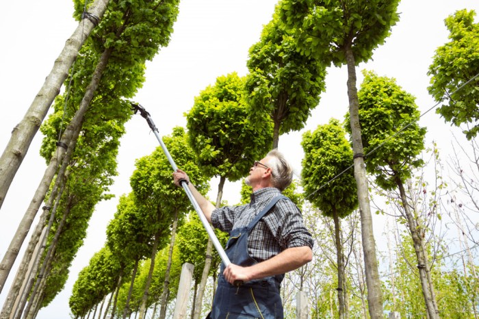 This guy has some mad tree trimming skills