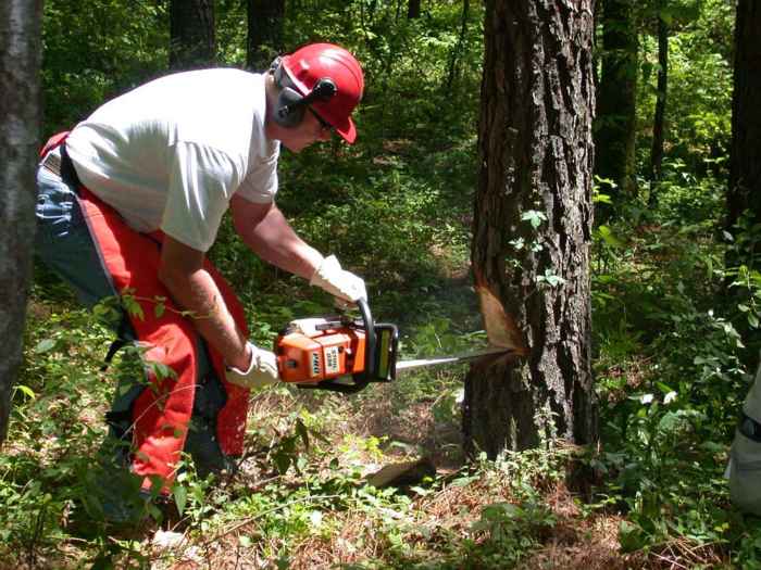 This guy has some mad tree trimming skills