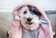 Poodle and the toothbrush