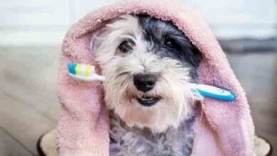 Poodle and the toothbrush