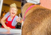 These two dogs get a treat from the drive thru