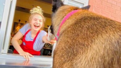 These two dogs get a treat from the drive thru