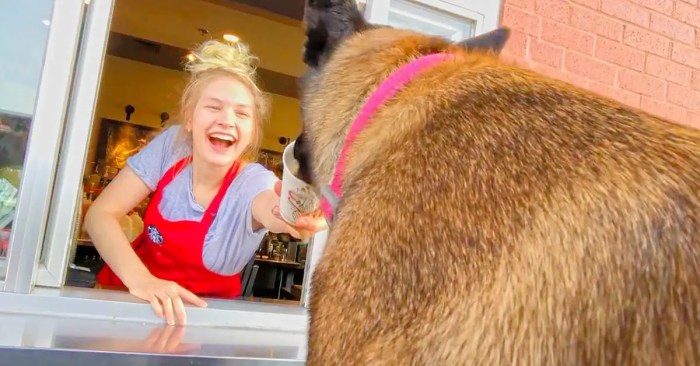 These two dogs get a treat from the drive thru