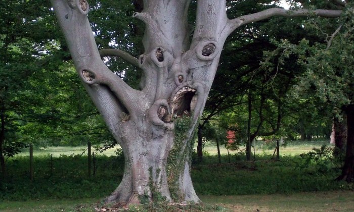 The ugliest tree on pinterest